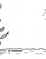 photosynthesis