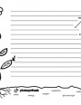 photosynthesis