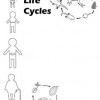 The Circle of Life.Life Cycles-