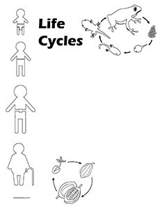 The Circle of Life.Life Cycles-